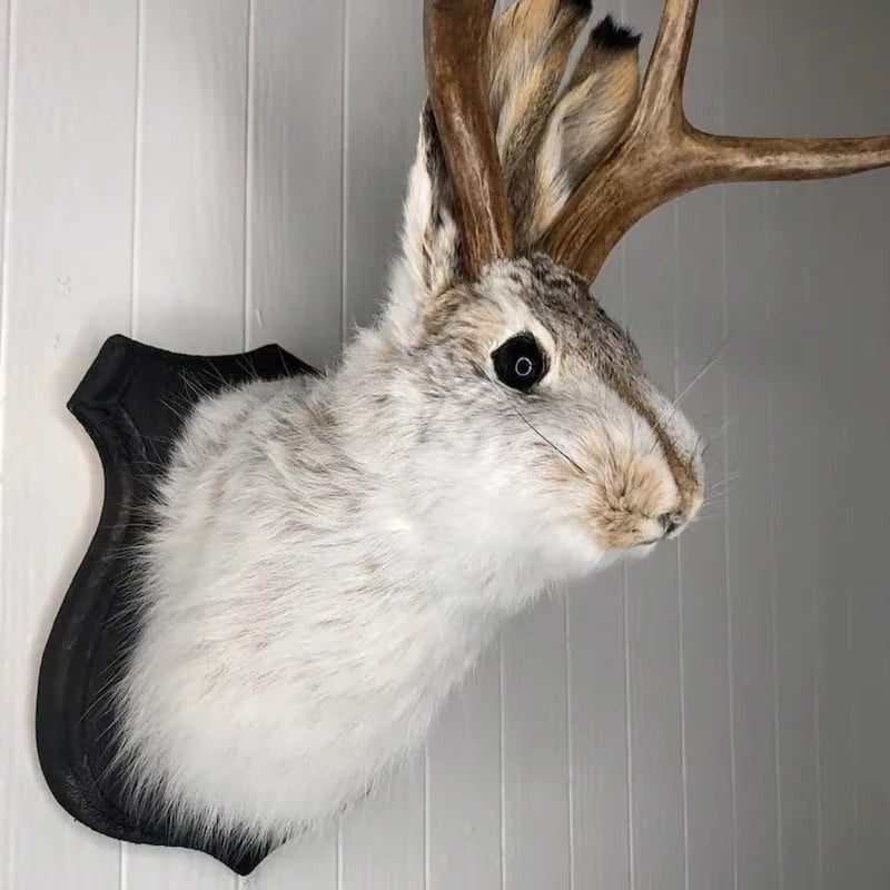 Jackalope Wall Decor