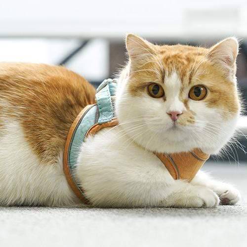 Cat Vest Harness and Leash Set - Escape Proof For Outdoor Walking - SKINMOZ MARKET