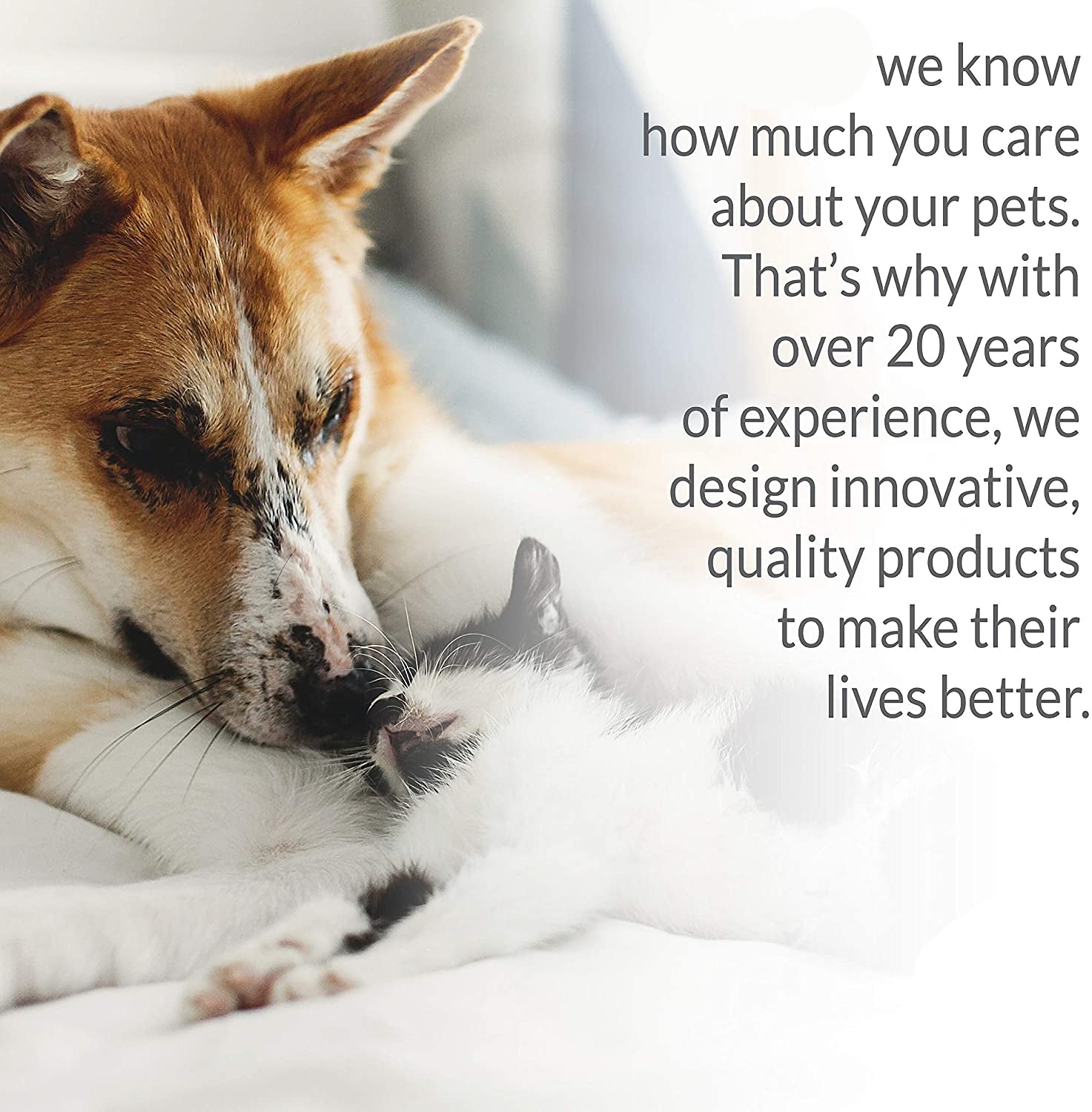 Dog Cot Bed: Elevated Dog Bed Cot Large And Extra Large - SKINMOZ MARKET