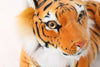 Tiger Pillow : King Plush, Stuffed Animal Toy, Leopard Bengal Exotic Wedding Gift - SKINMOZ MARKET